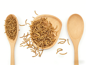 Vers de farine séchés de ferme, aliment propre, sain et nutritif <span class=keywords><strong>pour</strong></span> <span class=keywords><strong>animaux</strong></span> de compagnie, volailles et <span class=keywords><strong>animaux</strong></span> aquatiques - Product Image 1