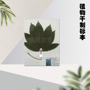 Especímenes de plantas medicinales sin marco para investigación y enseñanza, hojas secas, hojas de árboles y especímenes de herbario. - Product Image 1