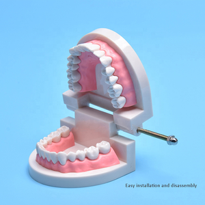 Dental Teeth Model Life Size <b>Removable</b> Oral Health Care for Kids Dental Teaching Model Upper Lower Jaw Educational Supplies - Product Image 3