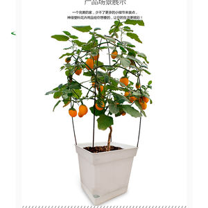 Pots à absorption d'eau automatique créatifs - Product Image 5