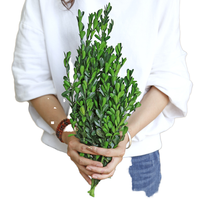 Buket Bunga Boxwood Alami yang Diawetkan, Bunga Kering, Daun Hijau, Ramah Lingkungan, Tahan Lama, untuk Hari Ibu, Hari Valentine, Festival