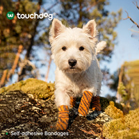 Bandages auto-adhésifs élastiques pour pattes de chien, protections imperméables pour animaux de compagnie, faible MOQ pour les promenades en extérieur, produits pour animaux de compagnie à faible MOQ