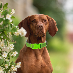 <strong>Personalised</strong> Reflective Adjustable Padded Pet <strong>Dog</strong> Cat Collar with Name Plates Engravable ID <strong>Tag</strong> for Small Medium Large <strong>Dogs</strong> - Product Image 6