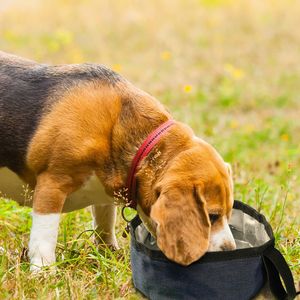 כלבים מתקפלים קערות נסיעות קערות כלב קריסת לקערות מים ומזון קערות מזון לחיות מחמד לכלבים גדולים - Product Image 2