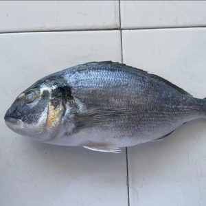 Orata di Mare Congelata, Pesce Orata di Mare da Allevamento - Product Image 1