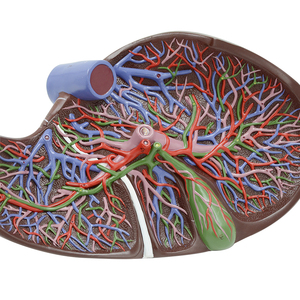 Distribution des canaux hépatiques Courage et du conduit biliaire dans les ZM1076-2 du foie 26*15*14 SMD0531 - Product Image 5
