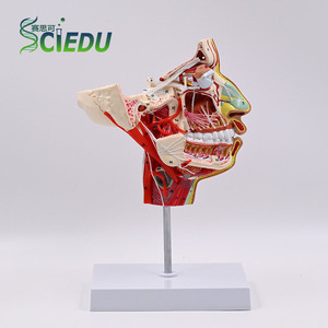 Modelo Anatómico de Cabeza y Rostro Humano SCIEDU, Modelo de Estructura del Nervio Maxilar y Mandibular para Neurología Oral - Product Image 1