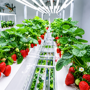 Contenedor de Cultivo de Fresas Inteligente Llave en Mano, Iluminación LED de Espectro Completo, Fábrica de Agricultura Vertical - Product Image 6
