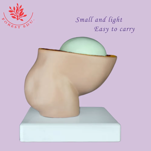 Modèle fœtal à terme modèle d'enseignement médical médecin affiche le modèle fœtal de la grossesse de septembre dans le corps humain pelvien féminin - Product Image 4