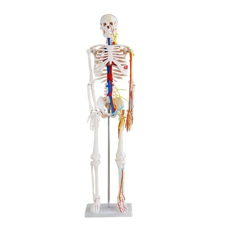 Darhmmy Modelo de esqueleto humano com coração e vasos sanguíneos, treinamento médico anatômico de 85 cm