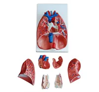 Modèle anatomique durable en PVC DARHMMY BOU/320 pour la science médicale, représentant le larynx, le cœur et les poumons humains, pour la formation médicale en milieu hospitalier/éducatif