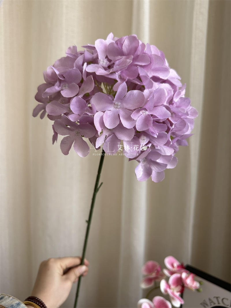 ไฮเดรนเยียเพนตาแกรมเดี่ยว