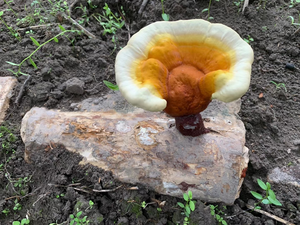 도매 레드 영지 버섯 분말/영지 추출물 35% 50% - Product Image 5