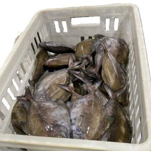 Congelado entero negro Pomfret pescado parte Vietnam exportación mariscos precios competitivos proveedor al por mayor IQF vacío paquete 24 meses - Product Image 5