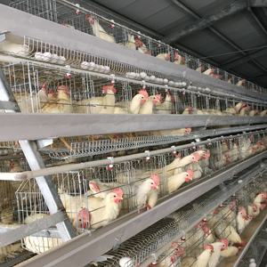 Vente en gros de cages à œufs de type <span class=keywords><strong>A</strong></span> en acier pour poules pondeuses automatique pour ferme avicole en Afrique du Sud - Product Image 1