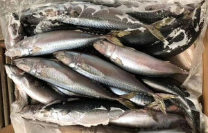 Venta al por mayor 10kg Cartón <span class=keywords><strong>Ozen</strong></span> Caballa del Pacífico 300/500 Piezas Caballa entera Pescado SCOMBER JAPONICUS 200-250g - Product Image 5