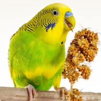 Huile de céréales biologique saine et mélangée Tournesol Nourriture pour oiseaux Love Bird Cockatiel Food Deluxe Full Nutrition Bird Feed Perroquet Feed