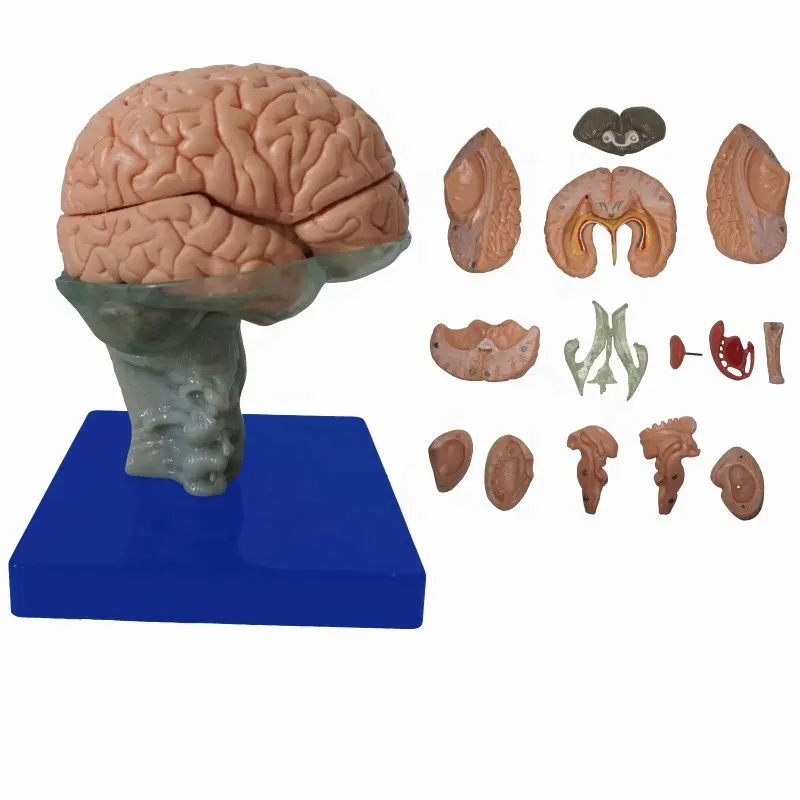 Cerebro humano a tamaño real, modelo 15 partes