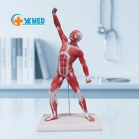 Modelo de Anatomía Muscular Humana para la Enseñanza en la Facultad de Medicina, Modelo de Torso Muscular Humano, Modelo de Anatomía