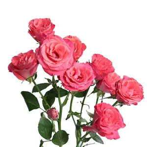 Natural Real Silk Flowers Long Stem Chinese Rose Spray Pink Lady for Home Wedding Party Store Decoration