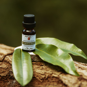 For SAKAY Verified Mandravasarotra Authentic Cinnamosma Fragrans Oil No Substitution Common Oils Bidon <b>Packaging</b> 3-Year Shelf - Product Image 1