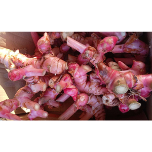 รากข่าแดงเกรดมาตรฐานที่มีสีแดงอมเข้ม เหมาะสำหรับการแปรรูปอุตสาหกรรม - Product Image 1