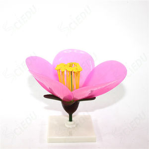 แบบจำลองพืชดอกไม้แอปเปิ้ล สำหรับ<span class=keywords><strong>การ</strong></span>เรียนการสอนวิทยาศาสตร์<span class=keywords><strong>การ</strong></span>แพทย์ กายวิภาคศาสตร์ และชีววิทยา - Product Image 6