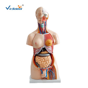 Modèles de torse androgyne de 85 cm (23 pièces), modèles d'anatomie des organes internes détachables, aides pédagogiques médicales en PVC. - Product Image 1