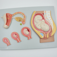 Modèle anatomique éducatif du développement fœtal, la fécondation, la formation du zygote et l'implantation utérine, utérus féminin et ovaires