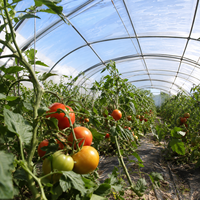 Film de serre transparent HNTF Tianfeng, rouleau de 20 g/m², 150/200 microns, résistant aux UV, en PE, 6m-12m x 50m, pour tunnel de culture de légumes