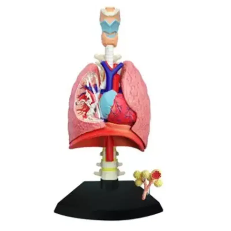ADA-A1072-1 high quality human 4D Respiratory System model