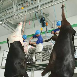 אספקת הבקר פרה חלאל הפוך מקרה סיבובי הרג תיבת טבח ציוד - Product Image 3