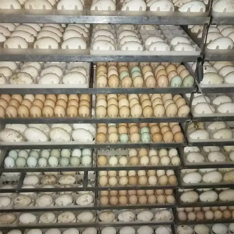 Incubateur et couveuse entièrement automatique 30000 œufs, équipement de ferme pour œufs de poulet