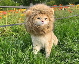 Yüksek kalite özel cadılar bayramı Pet kostümleri rahat Polyester malzemeler benzersiz dayanıklı baskı kalıcı komik yaz bahar - Product Image 6