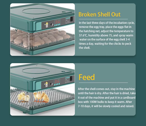 <span class=keywords><strong>2025</strong></span> New Màu Xanh Lá Cây 130Pcs Trứng Gà Mini Lồng Ấp Cho Trang Trại Nhà Sử Dụng - Product Image 5