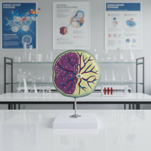 โมเดลรกร่างกายผู้หญิงกายวิภาคศาสตร์มดลูกการฝึกอบรมทางการแพทย์รก - Product Image 3