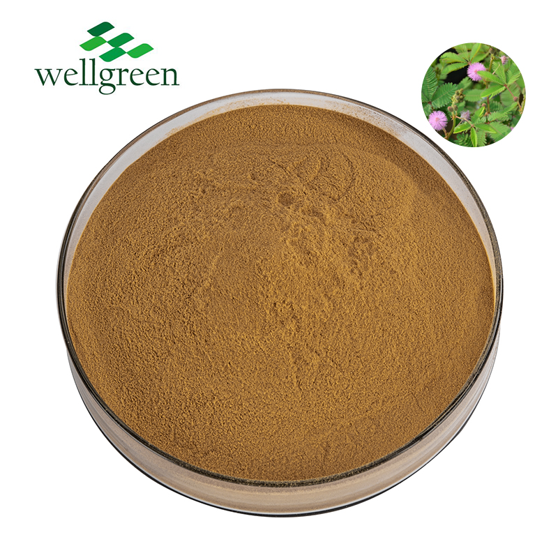 100% Natuurlijke Mimosa Poeder Kruiden Extract 10:1 Pudica Mimosa Wortel Schors Extract