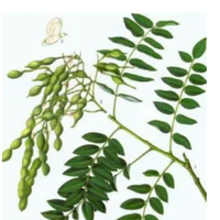 Extrait de Sophora japonica de qualité alimentaire GMP Xin Sheng, 100 % naturel, quercétine, sophoricoside, emballé sous vide