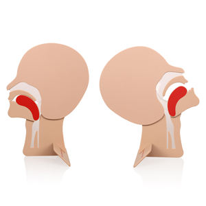 الإسعافات الأولية التدريس استخدام رئيس القسم القزم ل CPR التدريب عارضة أزياء مما يدل على التغييرات مجرى الهواء عن طريق الفم - Product Image 5