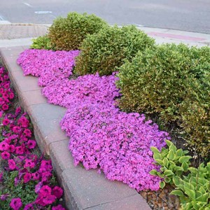 Fleurs de Phlox Vibrantes Idéales pour la Décoration de Jardins et de Pelouses, Plantes de Jardin Faciles à Cultiver - Product Image 4