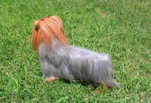 Realistic Plush <strong>Dog</strong> Model Lifelike <strong>Yorkshire</strong> <strong>Dog</strong> With Rabbit/Goat Fur <strong>Yorkshire</strong> <strong>Toy</strong> - Product Image 4