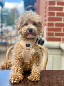 Harness Anjing Mewah Ringan Berbahan Nilon dengan Logo Custom, Bernapas, Reflektif, Empuk, Model Vest, Anti Tarik, Perlengkapan Hewan Peliharaan - Product Image 4