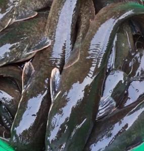 ปลาแมวสดแช่แข็งแบบธรรมชาติ - Product Image 4