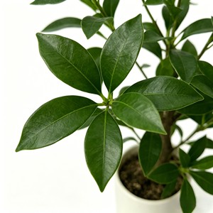 Ma Zui Mu High-End <b>Artificial</b> <b>Tree</b> for Living Room Floor - Product Image 6