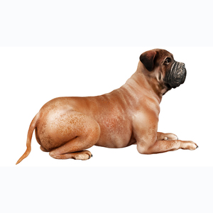 <span class=keywords><strong>Perro</strong></span> Bullmastiff de recuerdo de poliresina personalizado - Product Image 5