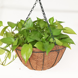 Coconut Coir Hanging Planter Basket - Biodegradable Moss <strong>Liner</strong> for Strawberries, Orchids and Potted <strong>Garden</strong> Plants - Product Image 2