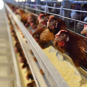 Máquina de fabricación de piensos para aves de corral jaulas para gallinas ponedoras jaula ponedora para pollos - Product Image 1
