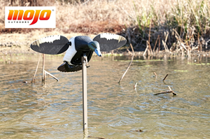 MOJO Outdoors ES Diver Bluebill – Le <span class=keywords><strong>Canard</strong></span> Artificiel Magnétique le Plus Populaire pour la Chasse, Ultra Réaliste, Silencieux, à Mouvement Rapide, Aile Pivotante, en Plastique - Product Image 5