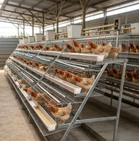 Cage à poulets en acier robuste à 48 têtes, conception de type D, longue durée de vie, système de cages en batterie pour poulailler, à vendre