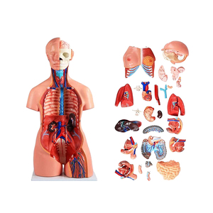 Modèle d'anatomie médicale 85cm modèle de torse sans sexe <span class=keywords><strong>humain</strong></span> avec 20 parties - Product Image 2